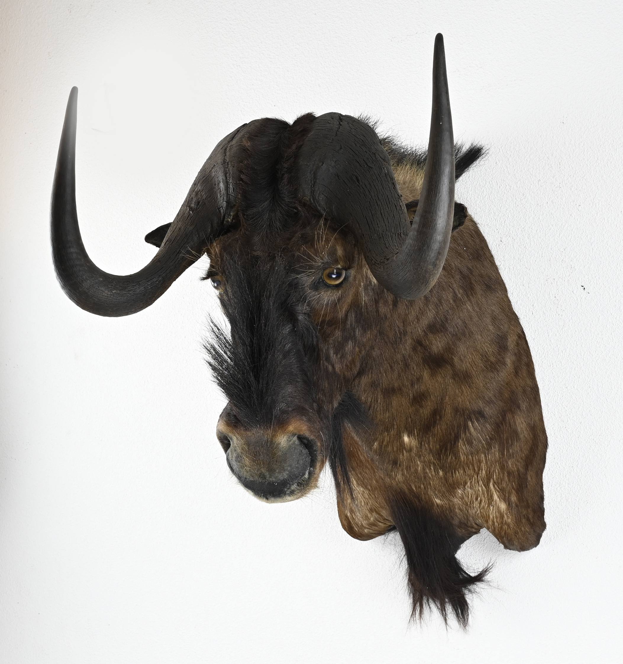 Grote opgezette buffelkop